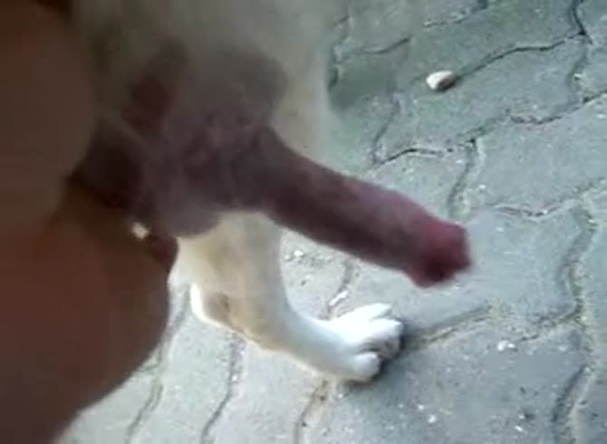 Video :Amateur beastie gal grabs dog dick and jacked it off